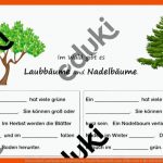 Unterschied Laubbaum Und Nadelbaum Wald Pflanzen BÃ¤ume Differenziert Fuer Arbeitsblätter Bäume 3 Klasse
