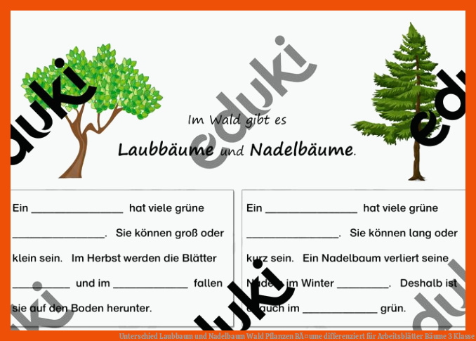 Unterschied Laubbaum und Nadelbaum Wald Pflanzen BÃ¤ume differenziert für arbeitsblätter bäume 3 klasse