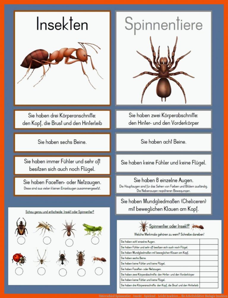 Unterschied Spinnentier - Insekt - Spielend - Leicht | Insekten ... für arbeitsblätter biologie insekten
