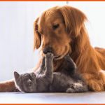 Unterschied Von Hund Und Katze: Herkunft Und Verhalten Fuer Skelett Hund Beschriften Arbeitsblatt