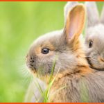 Unterschiede Zwischen Hasen Und Kaninchen Zooplus Fuer Unterschied Hase Kaninchen Arbeitsblatt