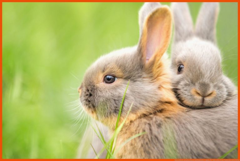 Unterschiede zwischen Hasen und Kaninchen | zooplus für unterschied hase kaninchen arbeitsblatt