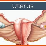 Uterus Fuer Phasen Der Geburt Arbeitsblatt