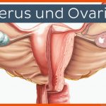 Uterus Und Ovarien Fuer Weibliche Geschlechtsorgane Arbeitsblatt