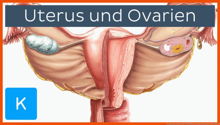 Uterus und Ovarien für weibliche geschlechtsorgane arbeitsblatt