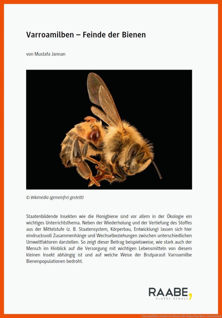 Varroamilben: Feinde Der Bienen Fuer Körperbau Biene Arbeitsblatt