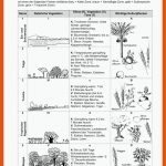 Vegetations- Und Klimazonen Fuer Klimazonen Der Erde Arbeitsblatt Lösungen