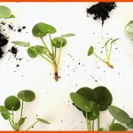 Vegetative Vermehrung: ErklÃ¤rung & Beispiele - Plantura Fuer Vermehrung Von Pflanzen Arbeitsblätter