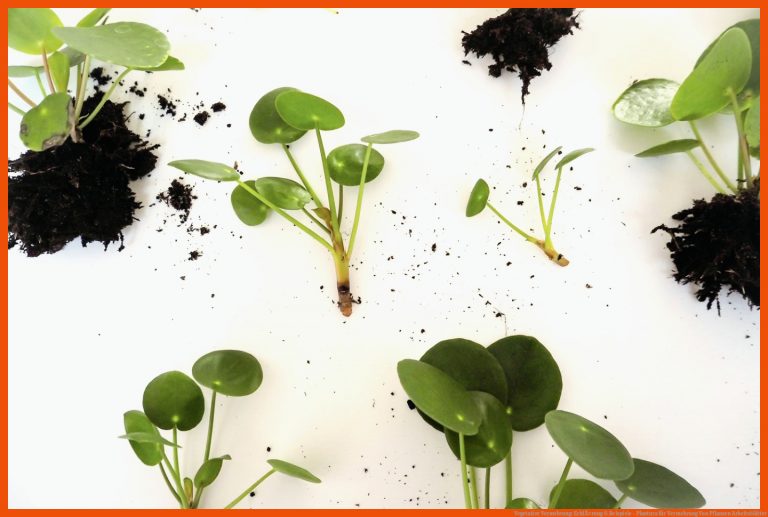 Vegetative Vermehrung: ErklÃ¤rung & Beispiele - Plantura für vermehrung von pflanzen arbeitsblätter