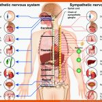 Vegetatives Nervensystem Beruhigen - Meine Lieblingsmethode Fuer Das Vegetative Nervensystem Arbeitsblatt