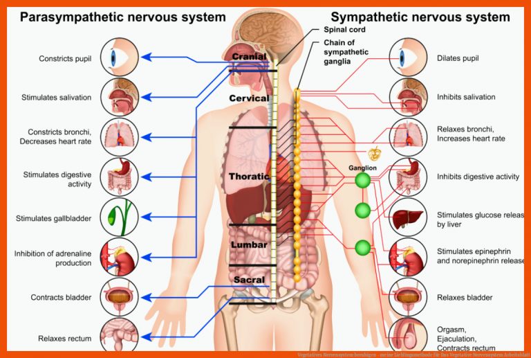 Vegetatives Nervensystem beruhigen - meine Lieblingsmethode für das vegetative nervensystem arbeitsblatt