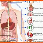 Vegetatives Nervensystem Beruhigen Und StÃ¤rken Tipps Fuer Das Vegetative Nervensystem Arbeitsblatt