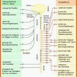 Vegetatives Nervensystem â Wikipedia Fuer Das Vegetative Nervensystem Arbeitsblatt