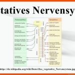 Vegetatives Nervensystem Fuer Das Vegetative Nervensystem Arbeitsblatt