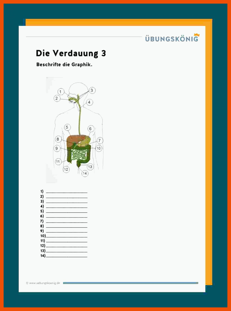 7 Verdauungsorgane Arbeitsblatt - Biologie Arbeitsblätter