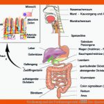 Verdauung Und Der Verdauungstrakt â Der-querschnitt.de Fuer Verdauungsorgane Arbeitsblatt
