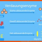 Verdauungsorgane â¢ Funktion, Weg Der Nahrung Â· [mit Video] Fuer Bestandteile Der Nahrung Arbeitsblatt