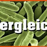 Vergleich: Eukaryoten Prokaryoten Fuer Procyte Und Eucyte Im Vergleich Arbeitsblatt