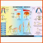 Vergleich Schimpanse - Mensch-st 5022 Fuer Vergleich Schimpanse Mensch Arbeitsblatt