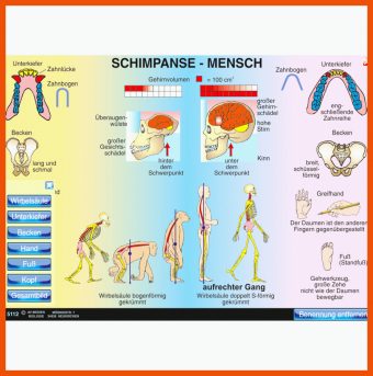 12 Vergleich Schimpanse Mensch Arbeitsblatt