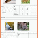 Vergleich Vogel-sÃ¤uger Fuer fortbewegung Tiere Arbeitsblatt