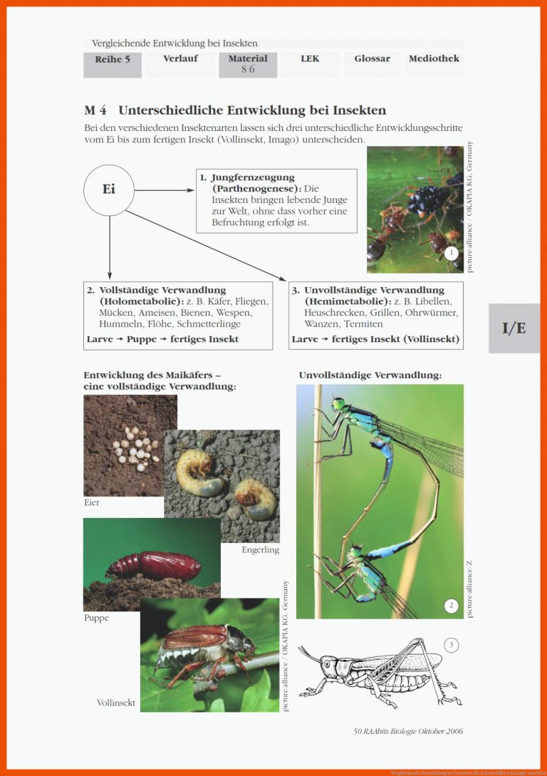 Vergleichende Entwicklung bei Insekten für arbeitsblätter biologie insekten