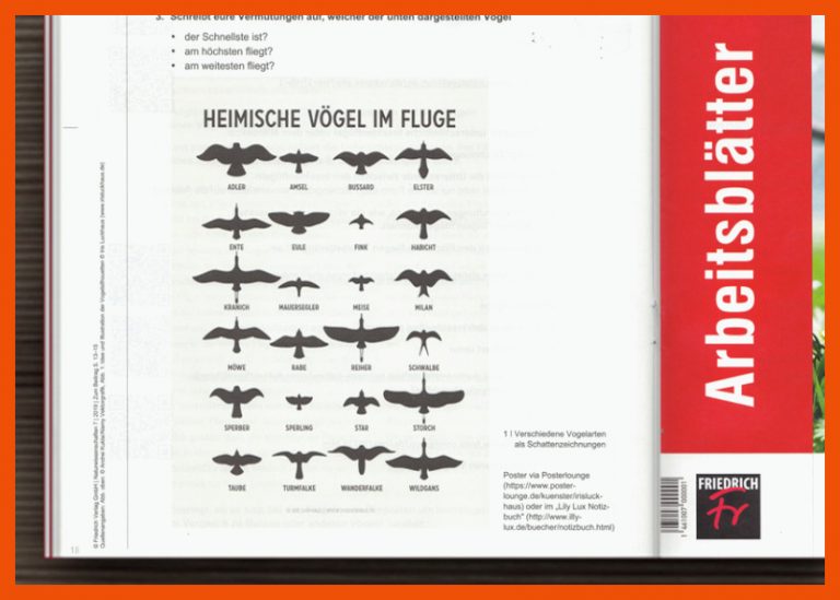 VerÃ¶ffentlichung | Vogelflug fÃ¼r den Friedrich Verlag â Iris ... für vogelflug arbeitsblatt