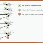 Verschaltung Von Synapsen Fuer Synapse Arbeitsblatt