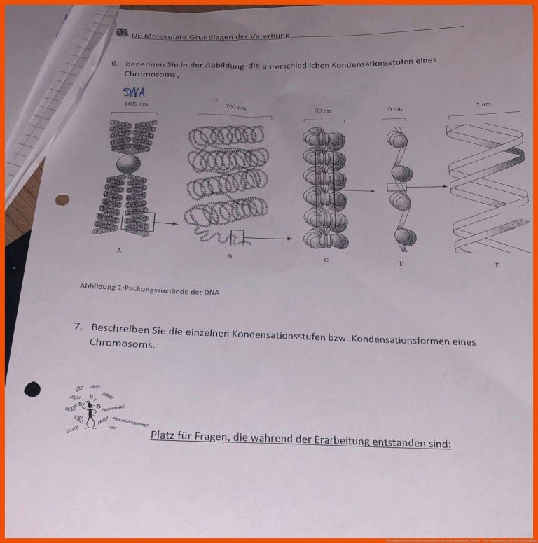 Verschiedene Kondensationsstufen eines Chromosoms? (Schule ... für verpackung der dna arbeitsblatt