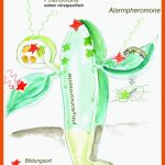 Verschiedenes Wilfried Probst Fuer Schmetterlingsblütler Aufbau Arbeitsblatt