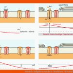 Versteh-aufgaben Zum Reiz-reaktions-schema Fuer Vom Reiz Zur Reaktion Arbeitsblatt