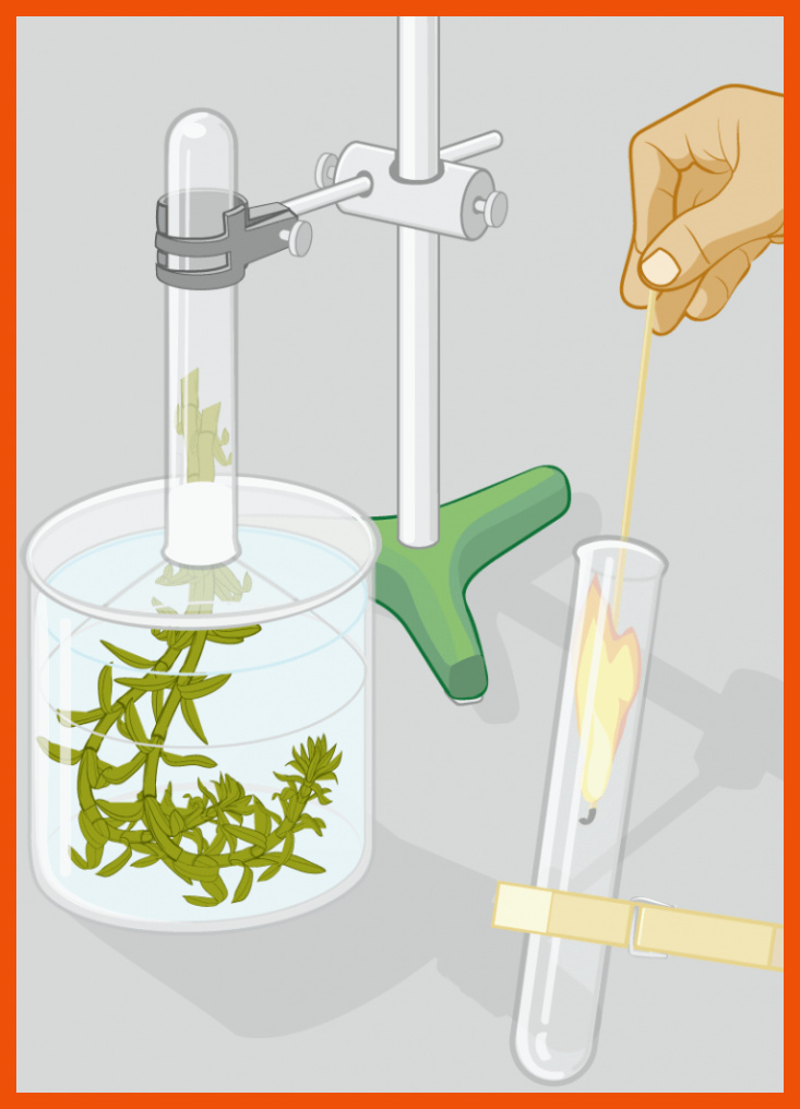 Versuchsaufbau â Fotosynthese Experiment â Markus Ruchter illustration für versuche zur fotosynthese arbeitsblatt