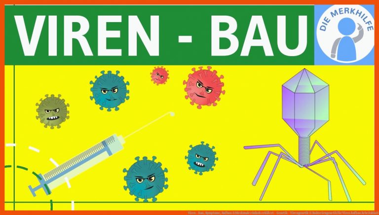 Viren - Bau, Symptome, Aufbau & Merkmale einfach erklÃ¤rt - Genetik - Virengenetik & Bakteriengenetik für viren aufbau arbeitsblatt