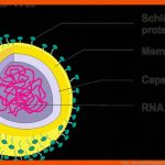 Viren - Bau Und Wirkungsweise Fuer Viren Aufbau Arbeitsblatt