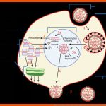 Viren: Merkmale, Aufbau Und Vermehrung Lecturio Fuer Vermehrung Viren Arbeitsblatt