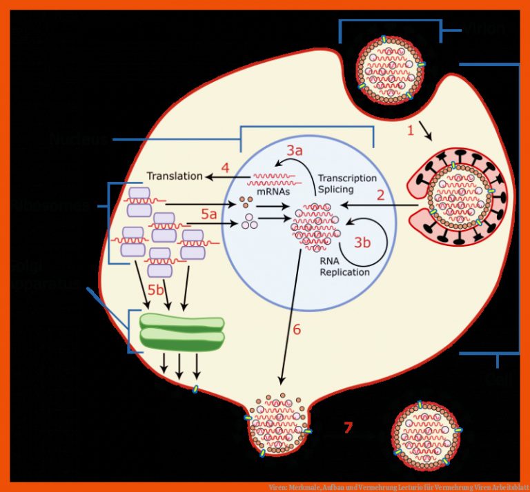 Viren: Merkmale, Aufbau und Vermehrung | Lecturio für vermehrung viren arbeitsblatt