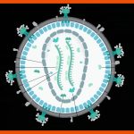 Viren: Merkmale, Aufbau Und Vermehrung Lecturio Fuer Viren Aufbau Arbeitsblatt