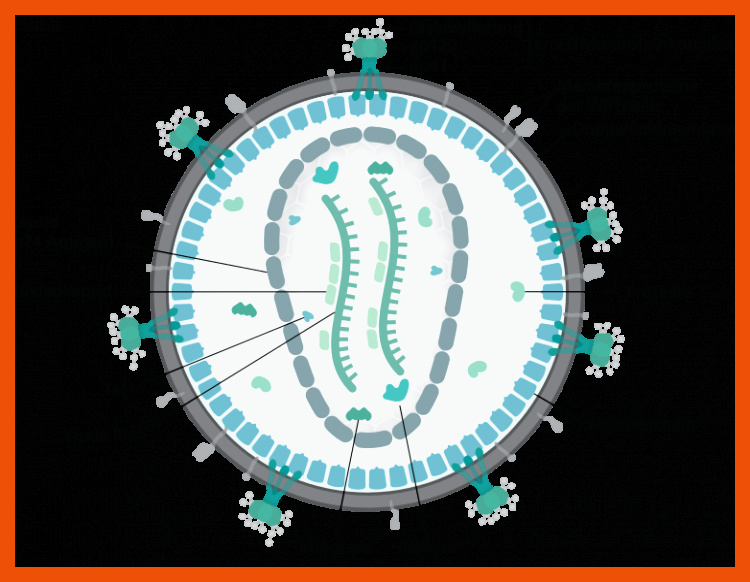 Viren: Merkmale, Aufbau und Vermehrung | Lecturio für viren aufbau arbeitsblatt