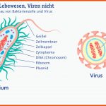 Viren Oder Bakterien â Wo ist Der Unterschied? Stiftung ... Fuer Bakterien Aufbau Arbeitsblatt