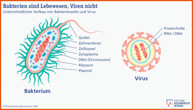 Viren oder Bakterien â wo ist der Unterschied? | Stiftung ... für bakterien aufbau arbeitsblatt