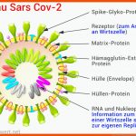 Viren / Virus: Aufbau, Arten, Erkrankungen, Schutz Fuer Viren Aufbau Arbeitsblatt