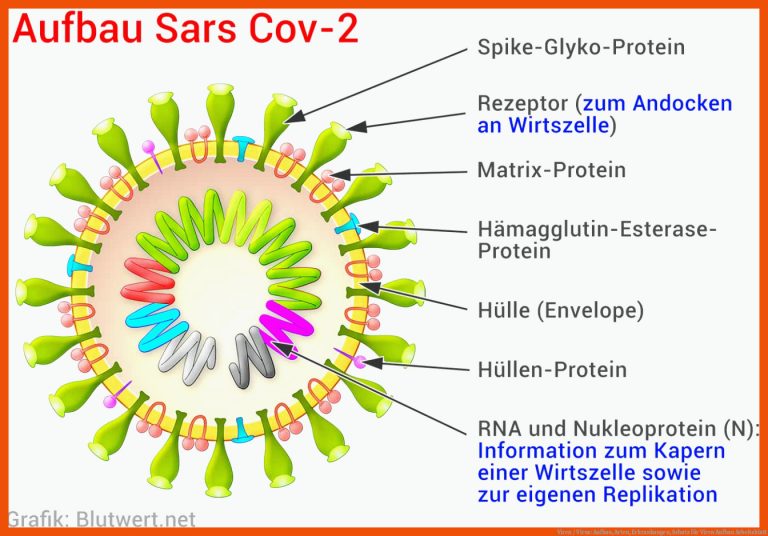 Viren / Virus: Aufbau, Arten, Erkrankungen, Schutz für viren aufbau arbeitsblatt