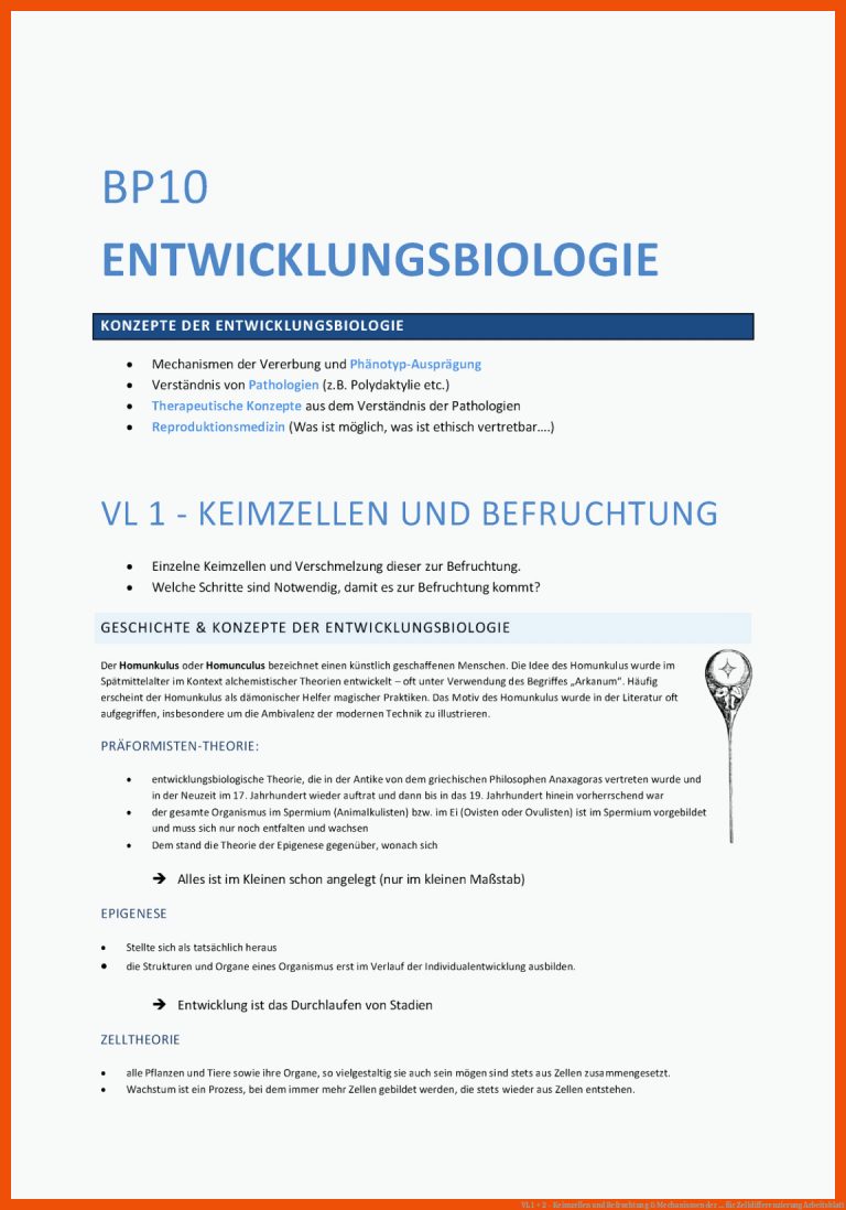 VL 1 + 2 - Keimzellen und Befruchtung & Mechanismen der ... für zelldifferenzierung arbeitsblatt