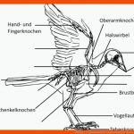 VÃ¶gel (1) Klassenarbeit Learnattack Fuer atmung Vögel Arbeitsblatt