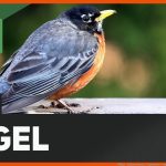 VÃ¶gel - Aufbau Gefieder / Vogelfedern - Youtube Fuer Anpassung Der Vögel An Das Fliegen Arbeitsblatt