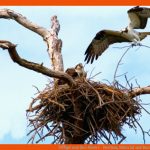 VÃ¶gel Und Ihre Nester - Nestbau, Material Und Bautyp Fuer Vögel Und Ihre Nester Arbeitsblatt