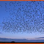 VÃ¶gel: ZugvÃ¶gel - Voegel - Natur - Planet Wissen Fuer Arbeitsblatt Vogelzug