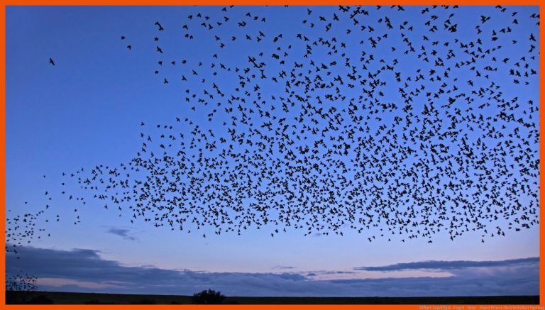 VÃ¶gel: ZugvÃ¶gel - Voegel - Natur - Planet Wissen für arbeitsblatt vogelzug