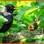 Vogelarten Und LebensrÃ¤ume Umwelt Im Unterricht: Materialien Und ... Fuer Vögel Und Ihre Nester Arbeitsblatt
