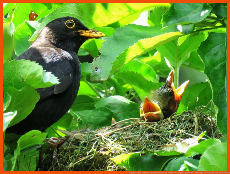 Vogelarten und LebensrÃ¤ume | Umwelt im Unterricht: Materialien und ... für vögel und ihre nester arbeitsblatt
